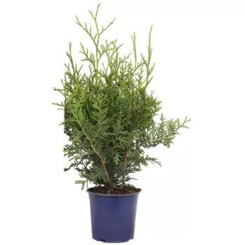 Туя западная Брабант 17 h30 - 40 см