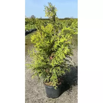 Туя западная Брабант 17 h90 - 110 см
