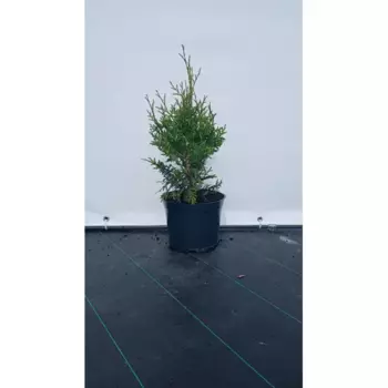 Туя западная Брабант 19 см h60-80 см