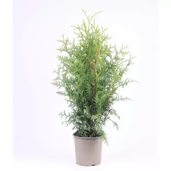 Туя западная Брабант 21 h90 - 110 см