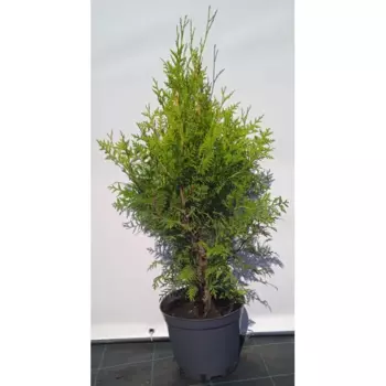 Туя западная Брабант 22.5 см h60-80 см