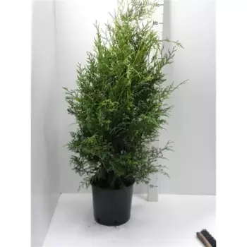 Туя западная Брабант 23 h110 - 120 см