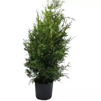 Туя западная Брабант 23 h80 - 100 см