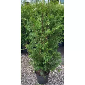 Туя западная Брабант 27 h130 - 160 см