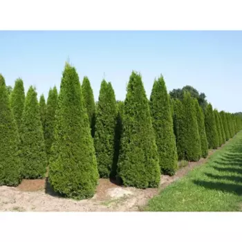 Туя западная Брабант 30 h80-100 см