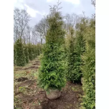 Туя западная Брабант 30 h180 - 200 см