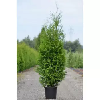 Туя западная Брабант 5 л h100 - 120 см