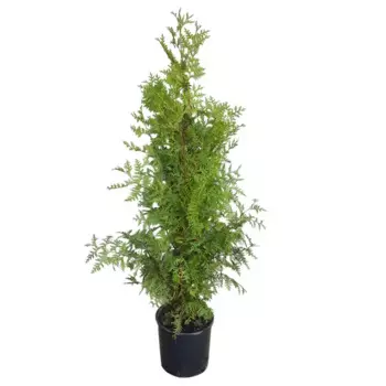 Туя западная Брабант 9 h70 см