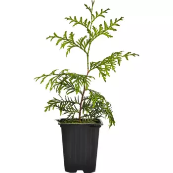 Туя западная Брабант 9 h800 см