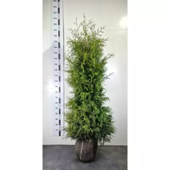 Туя западная Брабант экстра 30 h160 - 180 см