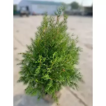 Туя Западная брабант h140-160 см