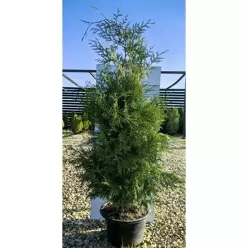 Туя западная Брабант h140 - 160 см