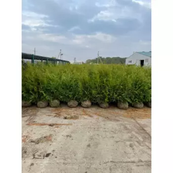 Туя западная Брабант h160 - 180 см