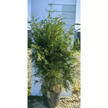 Туя западная Брабант h80 - 100 см