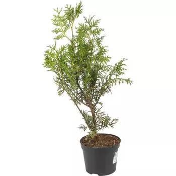 Туя западная Брабант h 40-60 см С2/C3