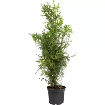 Туя западная «Брабант» С5 100-120 см, цвет зелёный