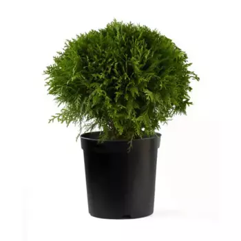 Туя западная Даника 15 h30 см