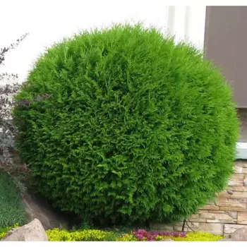 Туя западная Даника 15 h35 см