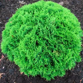 Туя западная Даника 22 h15 см