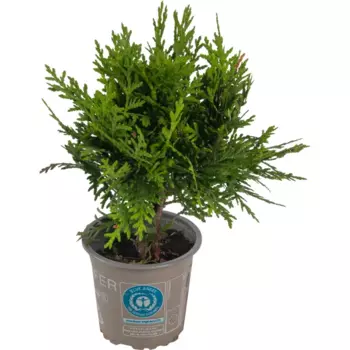 Туя западная Даника 9 h15 см