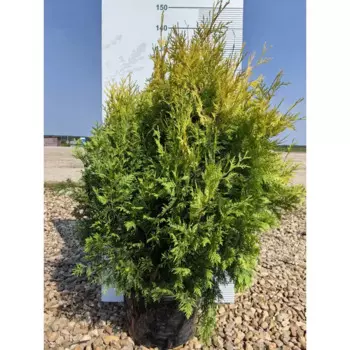 Туя западная Еллоу Риббон h40 - 60 см