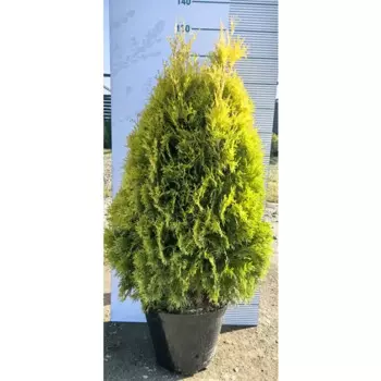 Туя западная Европа Голд h60 - 80 см