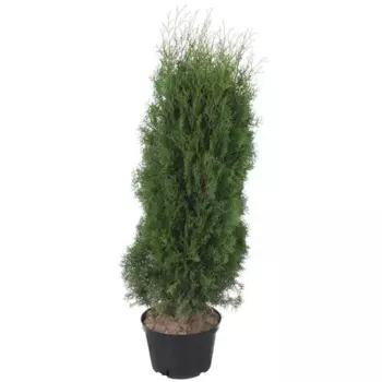 Туя западная Фастигиата 30 h120 - 140 см