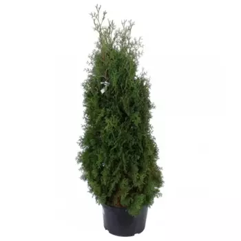 Туя западная Фастигиата h180 - 200 см