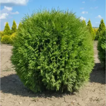 Туя западная Глобоза 20 h50 см