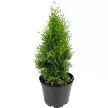 Туя западная «Голден Брабант» 22x50 см