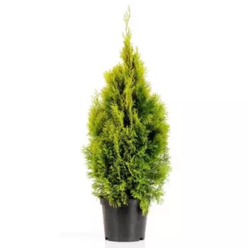 Туя западная Голден Брабант 35 h100 - 120 см