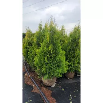 Туя западная Голден Брабант 50 h160 - 180 см