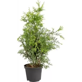 Туя западная «Голден Брабант» C3