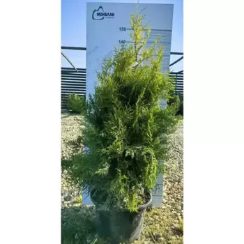 Туя западная Голден Брабант h120 - 140 см