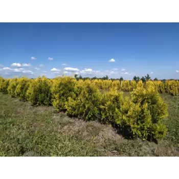 Туя западная Голден Брабант h140 - 160 см