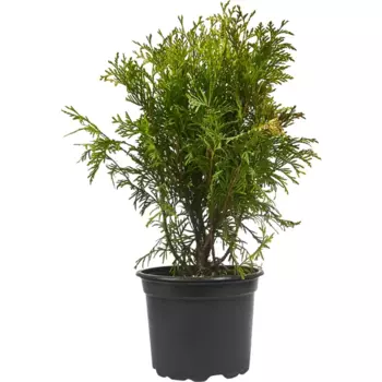 Туя западная Голден Глоб 17 h20-30 см