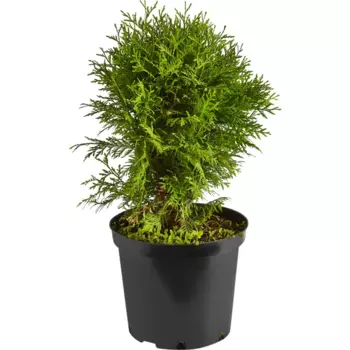 Туя западная Голден Глоб 28 h40-50 см