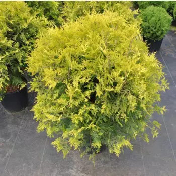 Туя западная Голден Глоб 9 h30 см