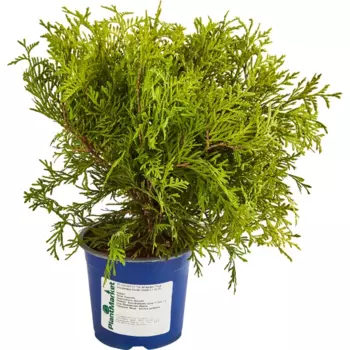 Туя западная Голден Глоуб 14 h45 см