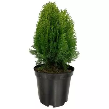 Туя западная «Голден Глоуб» 3 л h40 см