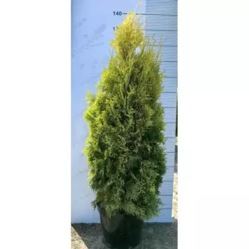 Туя западная Голден Энн h60 - 80 см