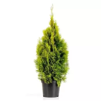 Туя западная Голден Смарагд 15 h40 см