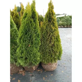 Туя западная Голден Смарагд 50 h140 - 160 см