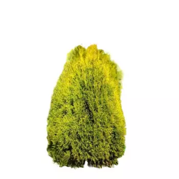 Туя западная Голден Смарагд 60 - 80 h80 см