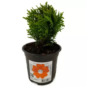 Туя западная «Голден Смарагд» 9x25 см