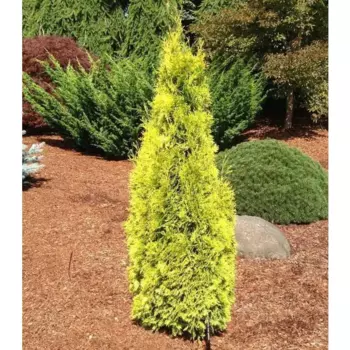 Туя западная Голден Смарагд h40 см