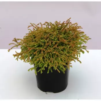 Туя западная Голден Таффет 17 h25 см