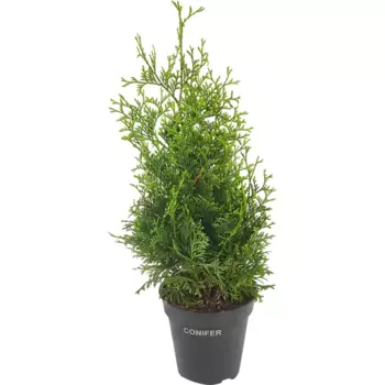 Туя западная Холмструп 14 h35 см