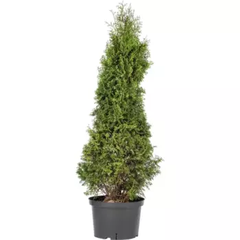 Туя западная «Холмструп» C25 120-140 см