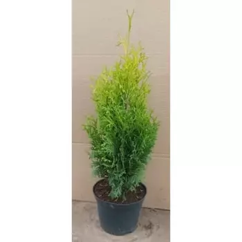 Туя западная Холмструп h20-30 см